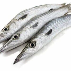 Barracuda Fish