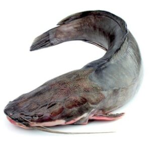 Catfish