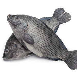 Tilapia