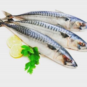 Titus (Mackerel)
