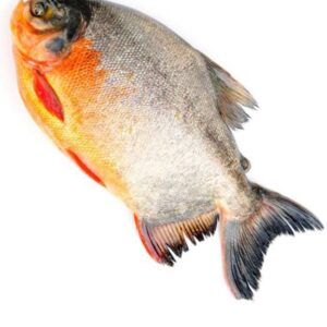 Owere (Pomfret) Fish