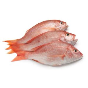 Red Snapper