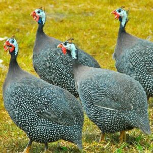 Guinea fowl